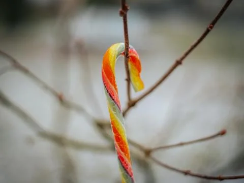 Brightly colored candy cane attached to a bare tree branch. Stock Photos