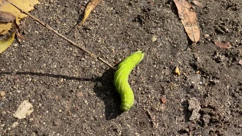 A brightly colored caterpillar hawk moth Stock Footage 331463453