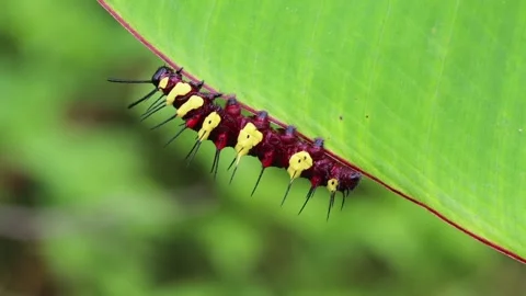Brightly colored caterpillar with yellow and red patterns is crawling along the Stock Footage 345379214