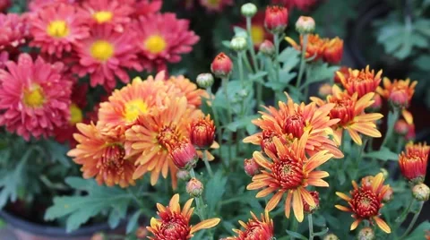 Brightly colored Daisy Stock-Footage 42440522