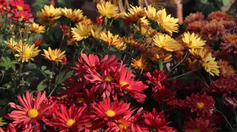 Brightly colored Daisy Stock Footage 42448297