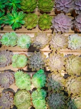 Brightly colored echeveria Stock Photos