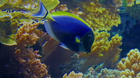Brightly colored exotic fish swim between corals on the seabed Stock Footage 311031477
