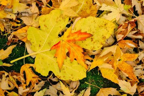 Brightly colored fallen leaves lying on the ground  in a colorful mat of yell Stock Photos