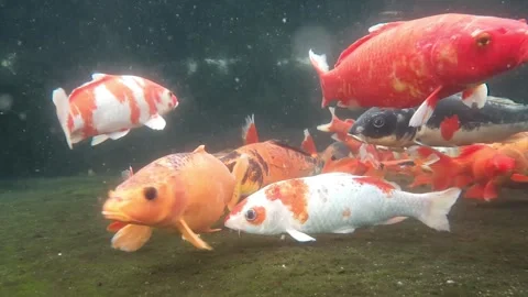 Brightly colored fish swim gracefully in a aquarium Stock Footage 320283897