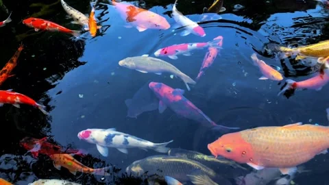 Brightly colored fish swim gracefully in a aquarium Stock Footage 320283916