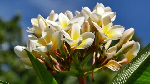 Brightly colored flowers move in the wind. Stock Footage 269886862