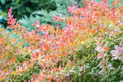 Brightly colored flowers in vibrant array, hues of orange, red, pink, white V Stock Photos