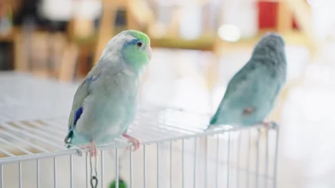 A brightly colored Forpus bird outside the cage. Video stock 257186152