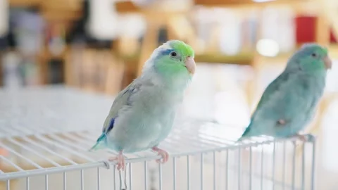 A brightly colored Forpus bird outside the cage. Video stock 257186252