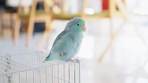 A brightly colored Forpus bird outside the cage. Video stock 257186300
