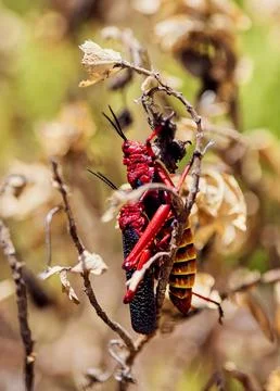 Brightly colored insects perched on a tree branch Stock Photos
