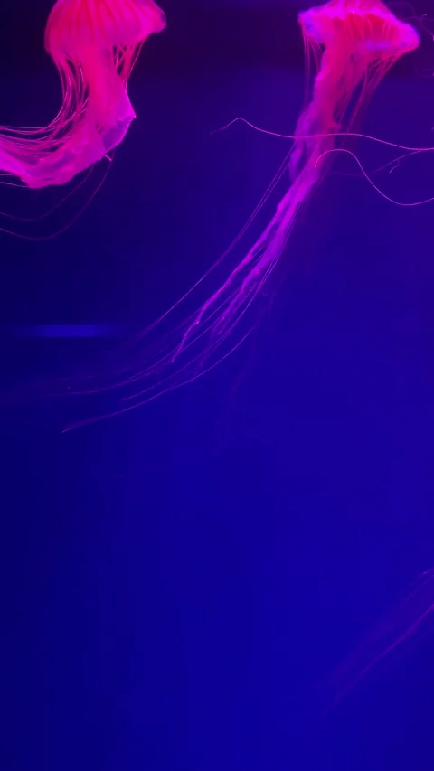 Brightly colored jellyfish glide through the water in a dark aquarium, creating  Stock Footage 310447548