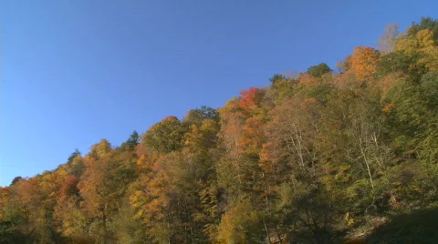 Brightly colored leaves in fall (1 of 4) Stock Footage