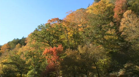 Brightly colored leaves in fall (3 of 4) Video stock 269393