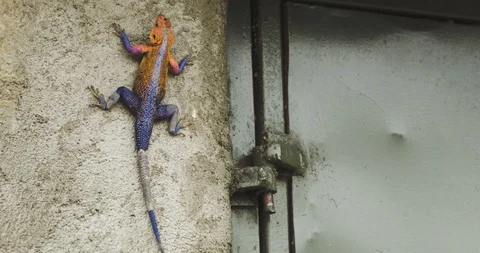 Brightly colored lizard next to a door Stockbeeldmateriaal 124671000