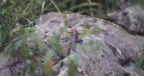 Brightly colored lizard on a rock Stockbeeldmateriaal 124670993