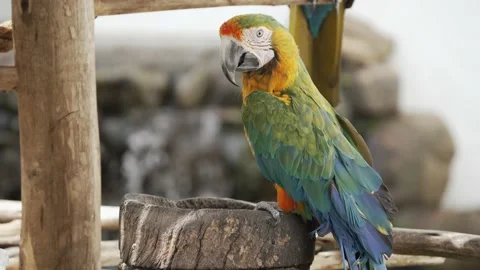 A brightly colored macaw bird bobbing its head up and down. Stock Footage 201070246