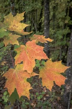 Brightly Colored Maple Leaves in Early Fall Stock Photos