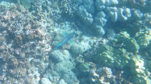 Brightly colored parrotfish swims through coral reef near Hawaii. Top down 動画素材 243337481
