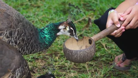 Brightly Colored Peacock Feeding In Its Natural Habitat Stock Footage 300070208