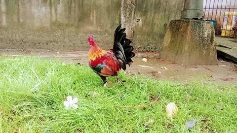A brightly colored rooster preens its plumage Stock Footage 326295886
