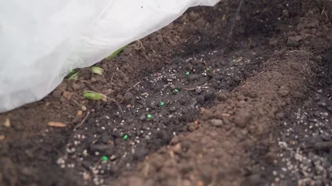 Brightly colored seeds are being sprayed with a sprayer on a vegetable garden Stock Footage 308929342