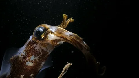 A brightly colored squid lit up by the beam of a marine scientist light Stock Footage 154986975