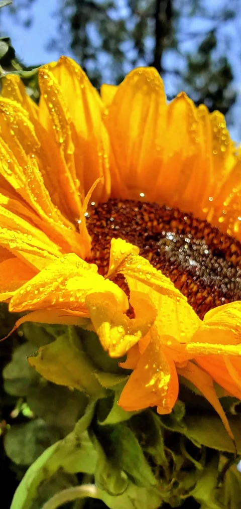 Brightly colored sunflower with a spray of drops of rain Stock Footage 307747583