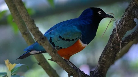 Brightly Colored Superb Starling in its Natural Habitat Stockbeeldmateriaal 82442772