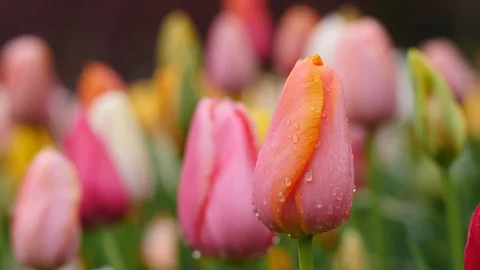 Brightly colored Tulip blossoms Stock-Footage 105885121