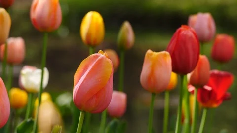 Brightly Colored Tulip blossoms. Stock Footage 106094946