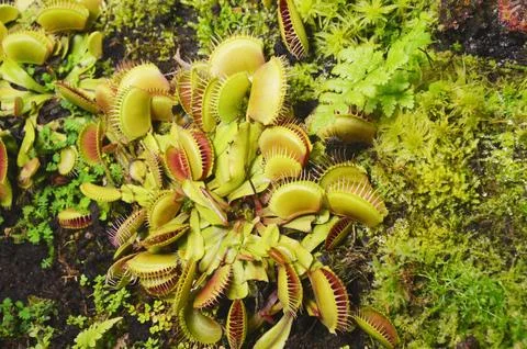 Brightly colored Venus flytrap plants grow in the botanical garden. They are 스톡 사진