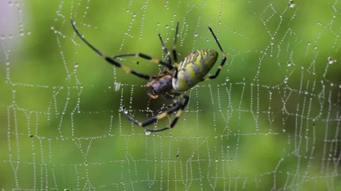 The brightly colored wasp spider 库存影片 344122112