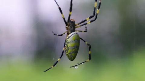 The brightly colored wasp spider Stock Footage 344122345