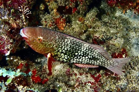 A brightly coloured fish with scaly patterns, nose hump parrotfish (Scarus Stock Photos