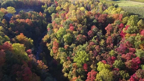 Brightly coloured forest and ravine, 4K Stock Footage 220899123