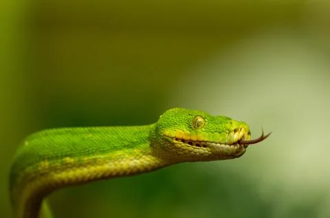 Brightly coloured image of a green python sticking out its tongue on a light  Photos
