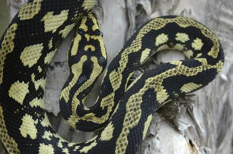 Brightly coloured Jungle Python, Morelia spilota cheynei Stock Photos