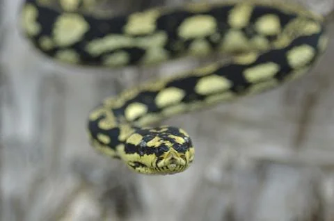 Brightly coloured Jungle Python, Morelia spilota cheynei Stock Photos