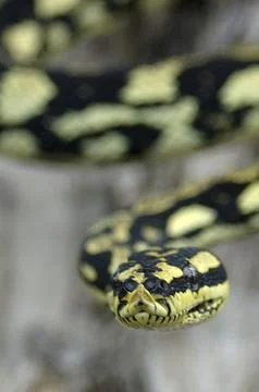 Brightly coloured Jungle Python, Morelia spilota cheynei Stock Photos