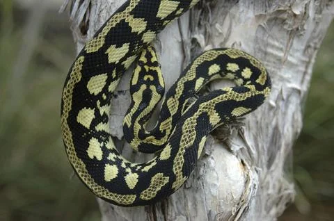 Brightly coloured Jungle Python, Morelia spilota cheynei Stock Photos