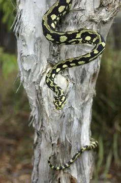 Brightly coloured Jungle Python, Morelia spilota cheynei, coiled around a tea Stock-Fotos