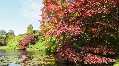 Brightly Coloured Red Leaves On A Tree Moving In The Wind, UK 動画素材 162883030