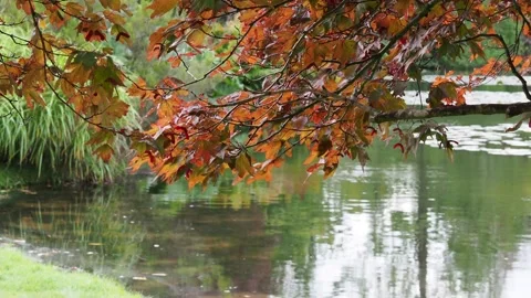 Brightly Coloured Red Leaves On A Tree Blowing In The Wind, UK Stock-Footage 162884329
