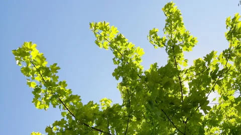 Brightly green leaves develop a wind in a sunlight, the blue sky on a background Stock Footage 156832962