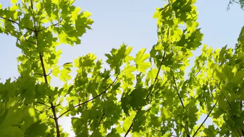 Brightly green leaves develop a wind in a sunlight, the blue sky on a background Stock Footage 156833005