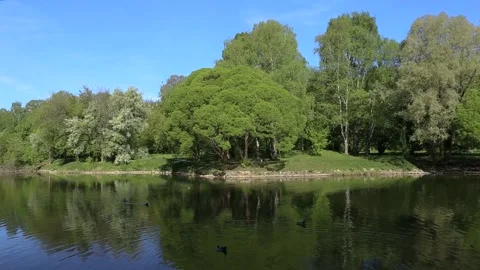 Brightly green trees are reflected in a mirror lake. Perfect background. Nobody Stock Footage 90565828