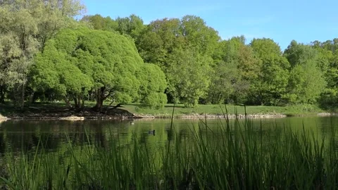 Brightly green trees are reflected in a mirror lake. Perfect background. Nobody Stock Footage 90565922