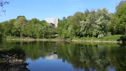 Brightly green trees are reflected in a mirror lake. Perfect background. Nobody Stock Footage 90565991